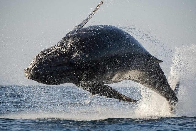 Hermanus Whale Watching and Stony Point Penguins Full Day Tour - Photo 1 of 7